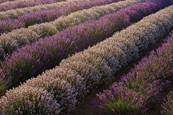 Sequim-Washington State-field of Lavender